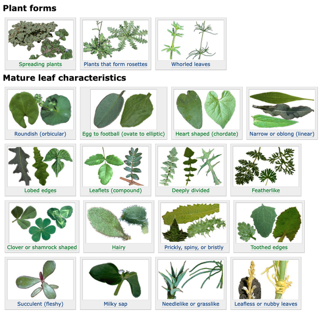 Figure 1. Broadleaf plant characteristics page from the UC IPM Weed Gallery.