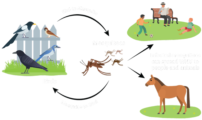 The transmission cycle of West Nile virus. Graphic from http://www.westnile.ca.gov/.