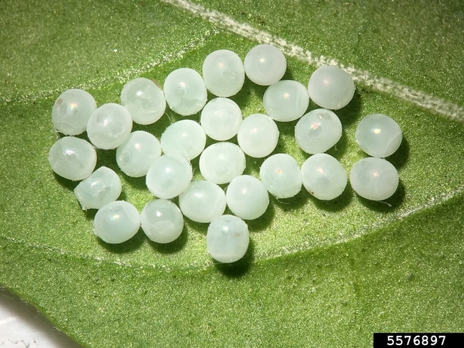 Brown marmorated stink bug eggs. Photo by Jennifer Carr, University of Florida, Bugwood.org