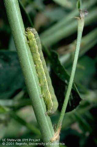 Larva of beet armyworm. Photo by Jack Kelly Clark.