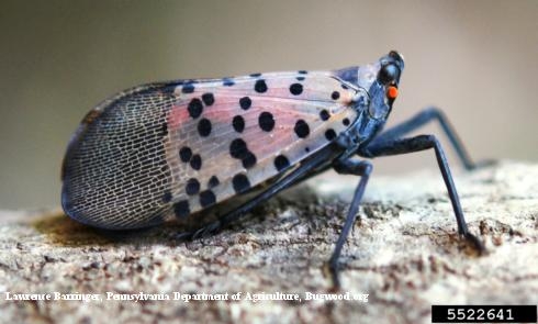 Adult spotted lanternfly. Photo by Lawrence Barringer, Pennsylvania Department of Agriculture, Bugwood.org