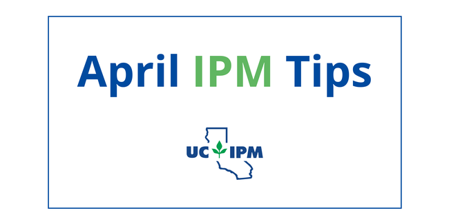 Visit the UC IPM Seasonal Landscape IPM Checklist for a list of pest prevention activities for each month.