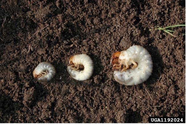 Three white grubs of varying sizes curled up in a c-shape on-top of dark brown soil.