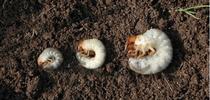 Grub size can be helpful in identification. Common white grub species left to right are: Japanese beetle, European chafer, and June beetle. Photo by David Cappaert, Bugwood.org for Pests in the Urban Landscape Blog