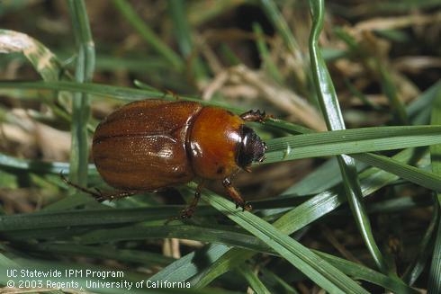 Adult masked chafer beetle. Photo by Jack Kelly Clark, UC IPM.