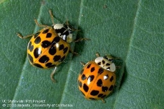 Two round beetles with orangish red bodies and black spots on a green leaf.