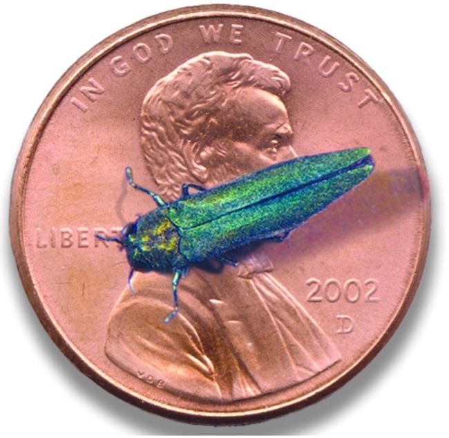 A long, metallic green beetle on a penny.