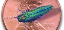 Adult emerald ash borer on a US penny for size comparison. Photo by Howard Russell, Michigan State University, Bugwood.org. for Pests in the Urban Landscape Blog