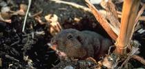 Adult pocket gopher. Photo by A. Charles Crabb. for Pests in the Urban Landscape Blog