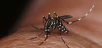 Adult Asian tiger mosquito,  Aedes albopictus. Photo by Jim Occi, BugPics, Bugwood.org. for Pests in the Urban Landscape Blog