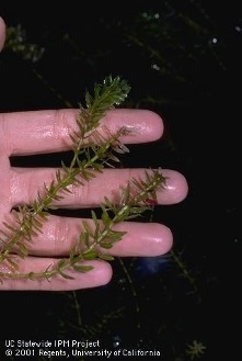 A hand holding a dark green aquatic plant.