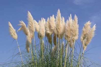 Tall, off-white, feathery-looking seed heads against the blue sky.