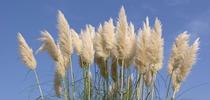 Pampasgrass inflorescences. Photo by JLPC, Wikimedia Commons. for Pests in the Urban Landscape Blog