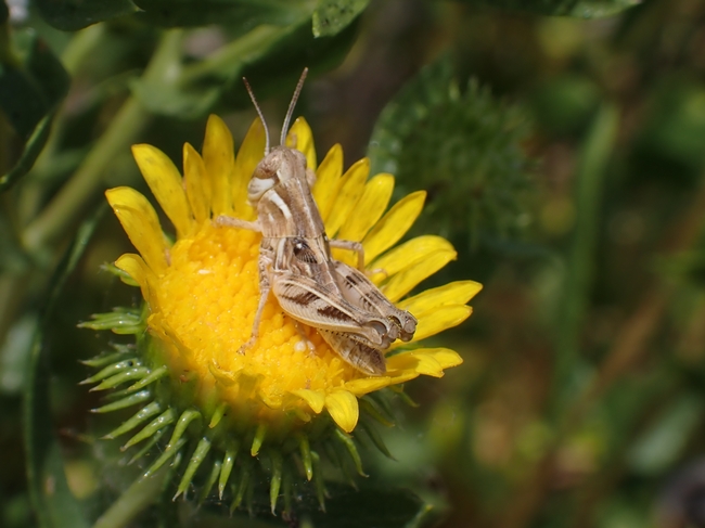 A light brown grasshopper sitting in the middle of a bright yellow flower.
