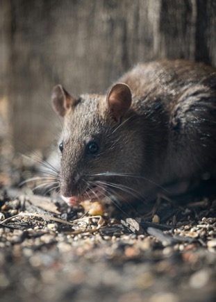 A grey brown rat on the ground with its hands by its mouth feeding on something.