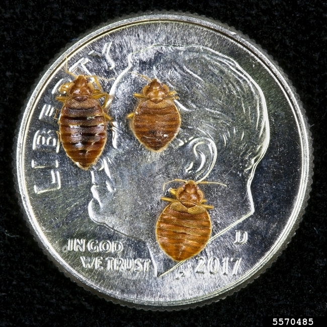 Three brown oval shaped insects on a silver dime coin.