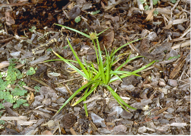 A small green plant with long, narrow leaves in a bed of brown wood bark mulch.