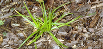 Mature yellow nutsedge plant. Photo by Jack Kelly Clark. for Pests in the Urban Landscape Blog