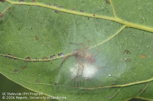 A spider inside of a white, silken web sac on the underside of a leaf.