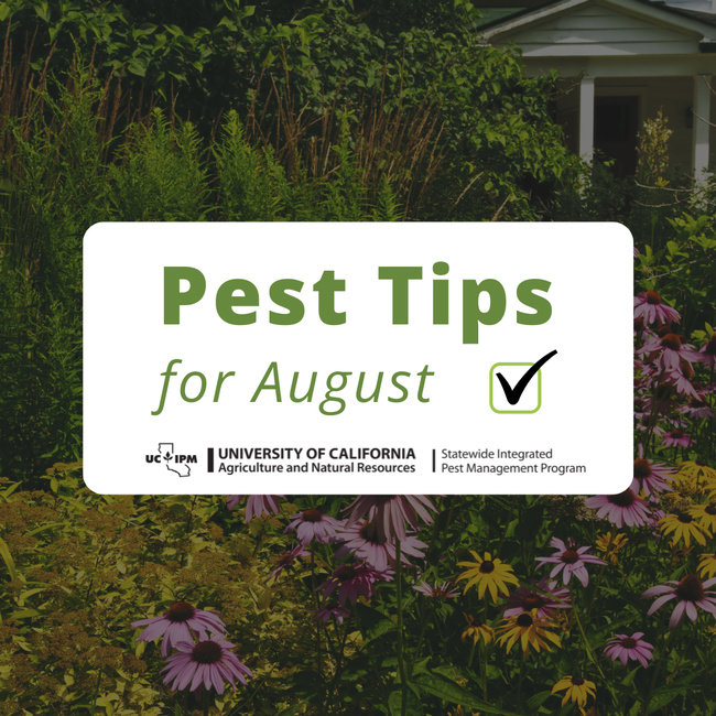 Pest tips for August