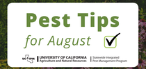 Pest tips for August. for Pests in the Urban Landscape Blog