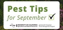 Pest tips for September. for Pests in the Urban Landscape Blog