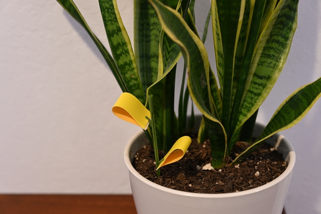 A flower pot with yellow sticky cards stuck in the soil.