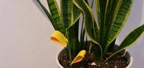 Yellow sticky traps in a potted houseplant can help monitor for fungus gnats. Photo by Krystle Hickman, UC IPM. for Pests in the Urban Landscape Blog