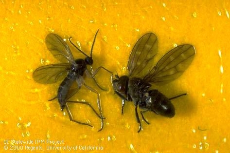 Two tiny flies stuck on a yellow card.