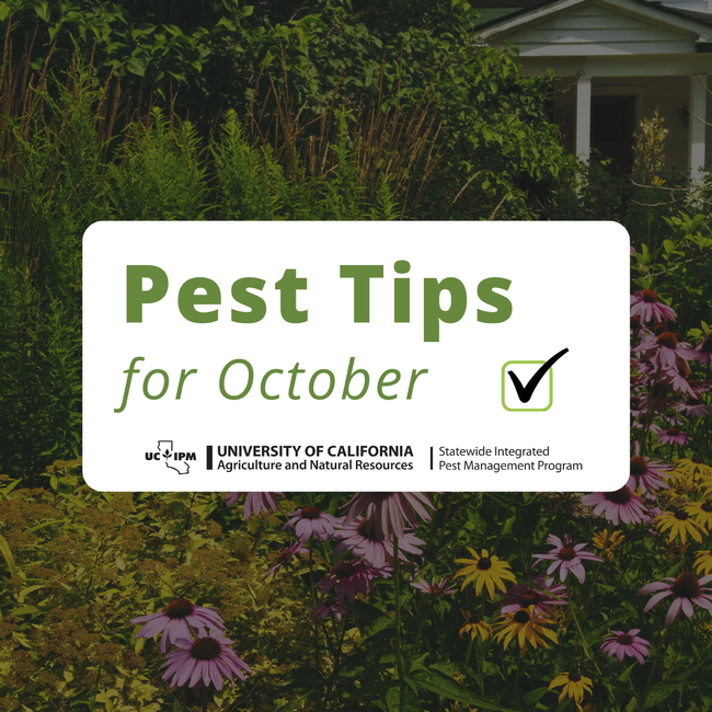 Pest prevention tips for October.