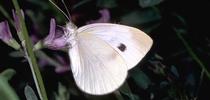 Cabbageworm butterfly. Photo by Jack Kelly Clark. for Pests in the Urban Landscape Blog