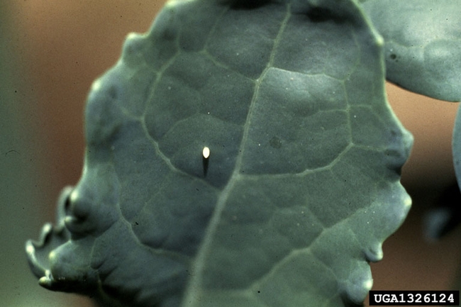 Small white egg laid in the middle of a green leaf.