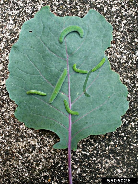 Several light green caterpillars feeding on a dark green leaf with a purple stem.