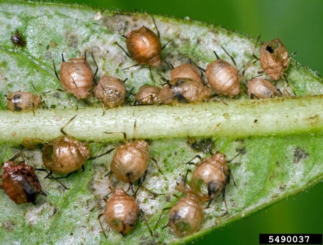 Round, bronze, crusty insects with black legs on the underside of a green leaf.