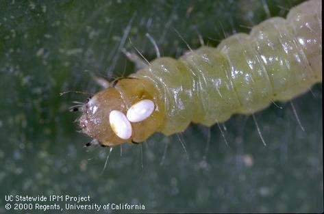 A yellow green caterpillar with two small white eggs stuck to its head capsule.