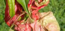 Distorted, reddened leaves caused by peach leaf curl. Whitney Cranshaw, Colorado State University, Bugwood.org for Pests in the Urban Landscape Blog