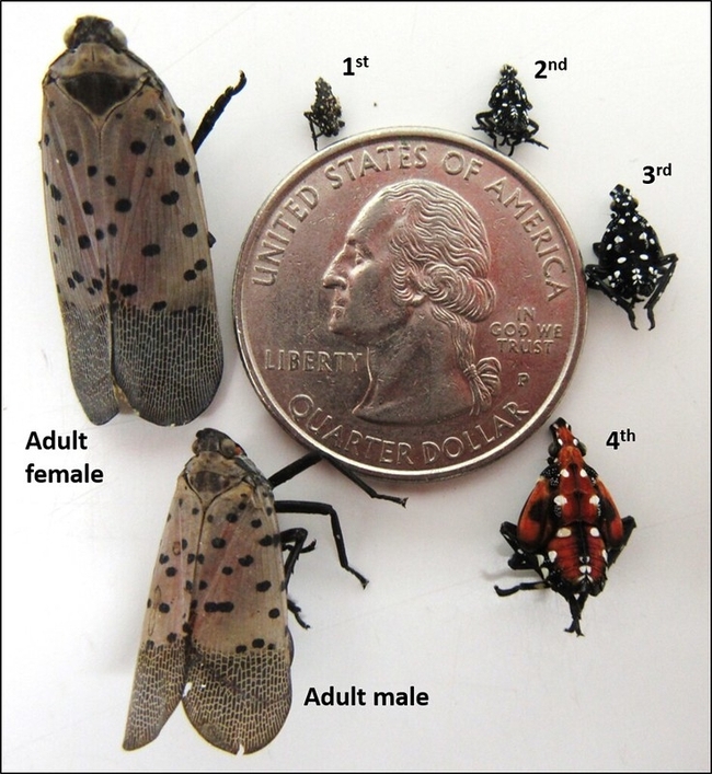 Figure 3. A)1st thru 4th instar nymphs and adult spotted lanternfly compared to a US quarter. Credit: USDA-ARS Photo by Andrew Dechaine.