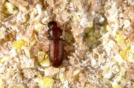 A red beetle in flakes of grain.