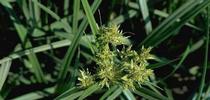 Flower of yellow nutsedge. [Credit: Jack Kelly Clark] for Pests in the Urban Landscape Blog