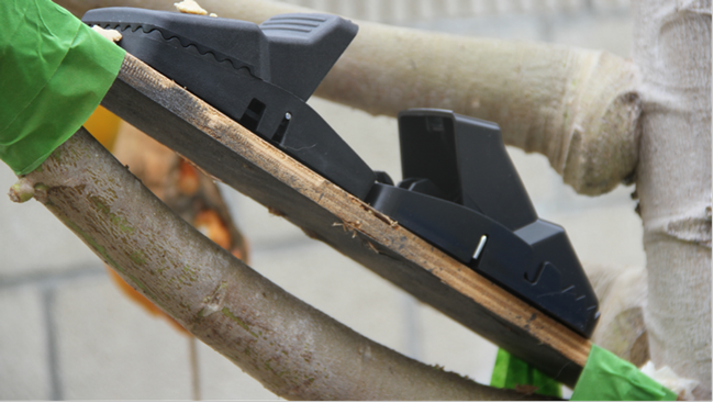 Two rat traps secured to a tree limb using a piece of wood and tape