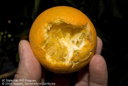 An orange fruit with a bite out of it from a rat.