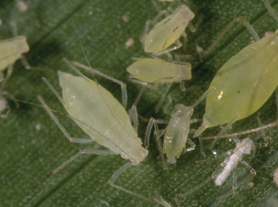 Aphids, such as the potato aphid pictured here, are well controlled with all types of horticultural oils.