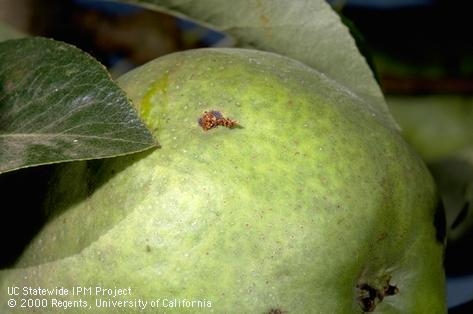 Figure 3. Codling moth sting on pear.