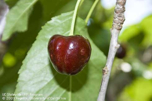 Figure 2. Several small punctures or “stings” in this cherry indicate where eggs have been laid. Spray when you see the first sting.