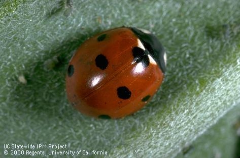 The sevenspotted lady beetle is a common aphid-feeding species.