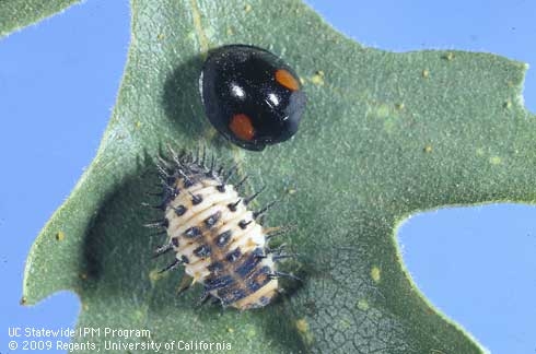 Axion plagiatum, shown here with its pupa, feeds on aphids, oak leaf phylloxera, and sycamore scale.