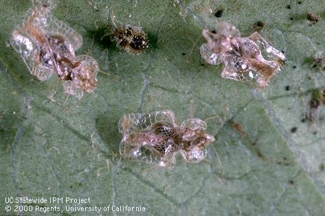 Lace bug adults and nymph