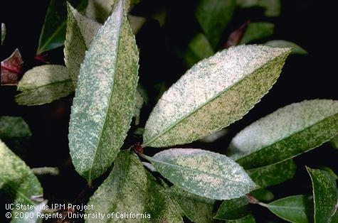 Bleached foliage caused by lace bug feeding.