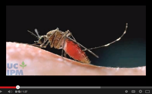 Image of mosquito bite video