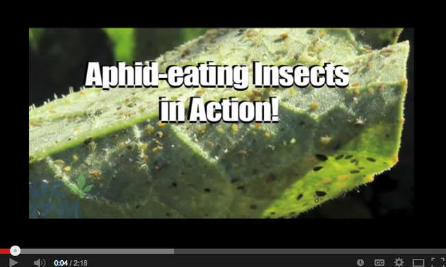 Image of aphid eating insect video